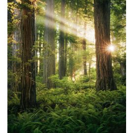 Fototapetes Komar Stefan Hefele Goblins Woods uz flizelīna pamata 250x280cm, 7m2 (5 strēmeles) SHX5-037 | Fototapetes | prof.lv Viss Online