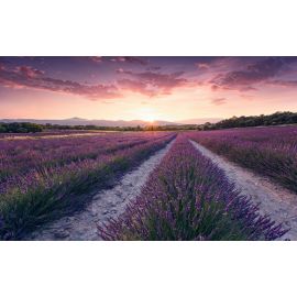 Fototapetes Komar Stefan Hefele Lavender Dream uz flizelīna pamata 450x280cm, 12,6m2 (9 strēmeles) SHX9-052 | Fototapetes | prof.lv Viss Online