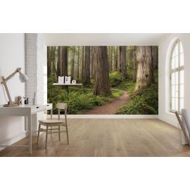 KOMAR Stefan Hefele Redwood Trail  Photo mural Non-woven 450x280cm, 12,6m2 (9 panels) SHX9-077 | Photo wallpapers | prof.lv Viss Online