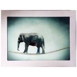 Glass photo frame CIRCUS ELEPHANT 90x120cm (189395)(72045022) | Interior items | prof.lv Viss Online