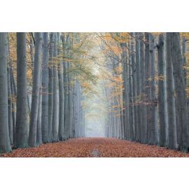 Деревья сигнала II Стеклянная фотоглезна 120x80см (TREESII120) | Картины | prof.lv Viss Online