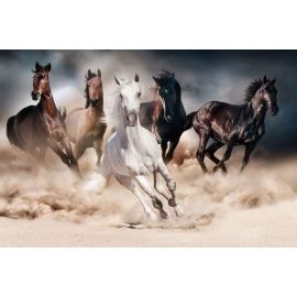 Stikla Fotoglezna Signal Horses 120x80cm (HORSES120) | Sienas gleznas | prof.lv Viss Online