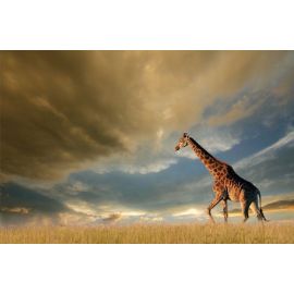 Стеклянная фотогалерея Signal Giraffe 120x80см (GIRAFFE120) | Картины | prof.lv Viss Online