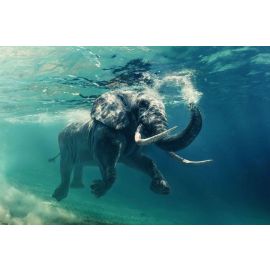 Stikla Fotoglezna Signal Elephant 120x80cm (ELEPHANT120) | Sienas gleznas | prof.lv Viss Online