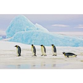 Стеклянная фотогалерея Signal Penguins 120x80см (PENGUINS120) | Картины | prof.lv Viss Online