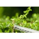 Product alternative photo