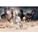 Фотоглянцевая панель Signal Horses 120x80 см (HORSES120)