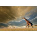 Signal Glass Photo Frame 120x80cm (GIRAFFE120)