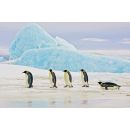 Стеклянная фотогалерея Signal Penguins 120x80см (PENGUINS120)