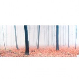 Photoglass Forest Full of Fog 50x112.5cm (189315)(70192014) | Wall paintings and pictures ➟ prof.lv