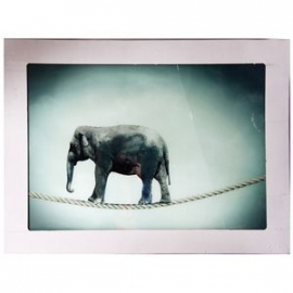 Glass photo frame CIRCUS ELEPHANT 90x120cm (189395)(72045022) | Wall paintings and pictures ➟ prof.lv