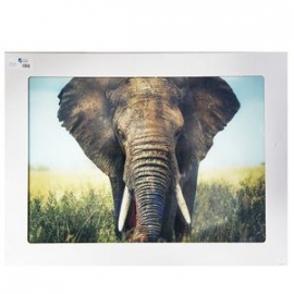 Glass photo frame ELEPHANT 90x120cm (189399)(71035022) | Wall paintings and pictures ➟ prof.lv